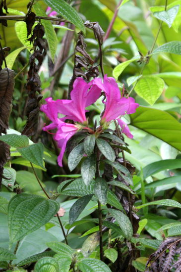 Auch hier stellt sich wieder die Frage, was für Blumen habe ich da fotografiert. Es wird Zeit, das man bei Google mit Bildern suchen kann.
