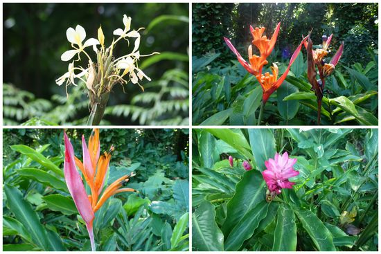 Vielleicht kann mir irgendjemand sagen, was das für Pflanzen sind.