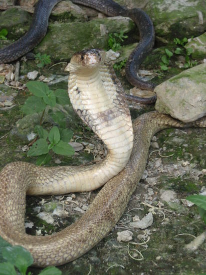 Das ist das bloede Vieh.