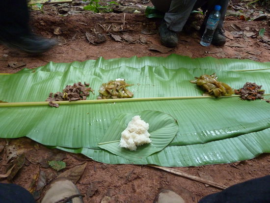 Lunch im Urwald