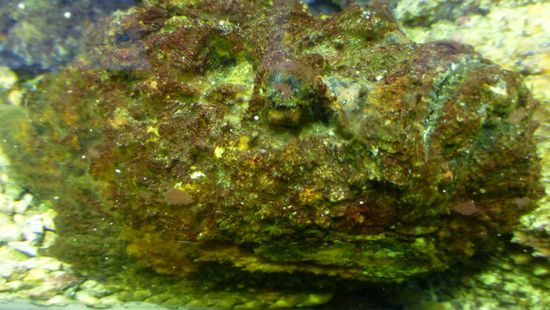 Rätselbild, was sieht man hier?................... Richtig, ein stonefish!!