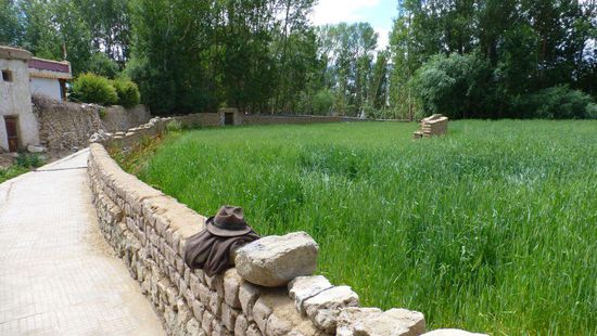 Getreidefeld mitten im Ort