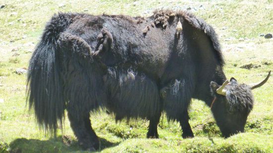 ein echtes Yak