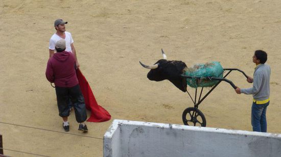 der gefährlich Stier ....