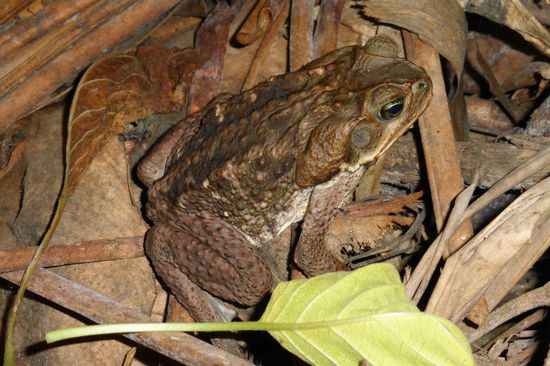 Besuch im Hängemattencamp