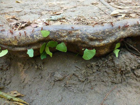 ganze Heerscharen Blattschneiderameisen sind unterwegs