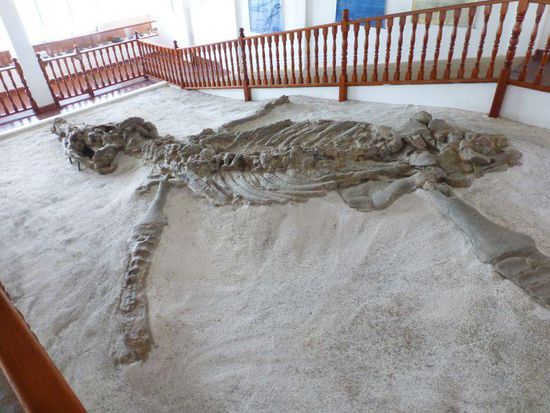 das Kronosaurus Baby war ca. 14 m lang, allerdings fehlt der Schwanz, so dass hier ca. 8m zu sehen sind. Allein der Kopf ....