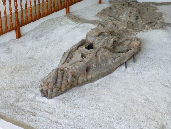 ..... ist etwa 2,50m lang. Dem möchte man nicht begegnen. Er wurde übrigens genau an dieser Stelle gefunden uns ist etwa 150 Mio. Jahre alt