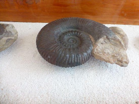 Durchmesser etwa 40 cm