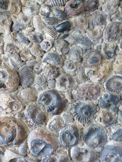 Selbst die Wände sind mit Fossilien gepflaster