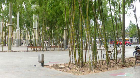 gleich daneben ein Bambuswäldchen