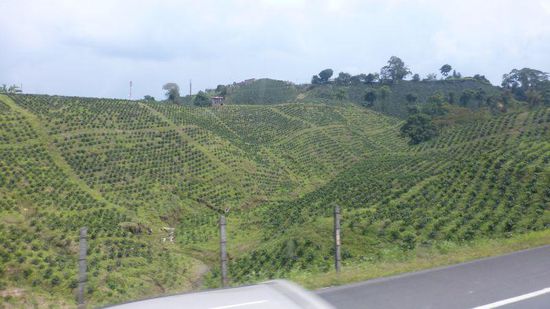 Die ersten Kaffeefelder tauchen auf