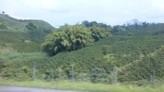 dazwischen der Guadua-Bambus, der von ferne wie ein Riesenfarn aussieht