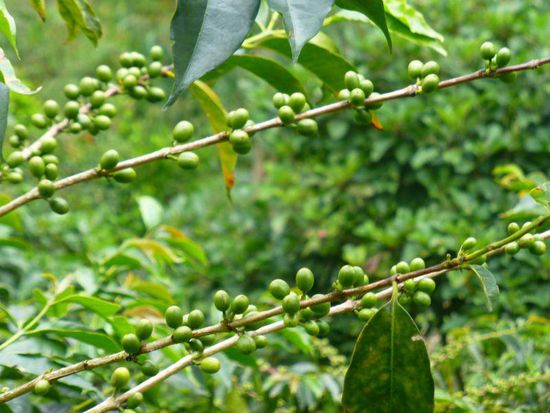 Kaffee ist zunächst grün...