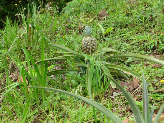 ... mal eine kleine Ananas dazwischen ....