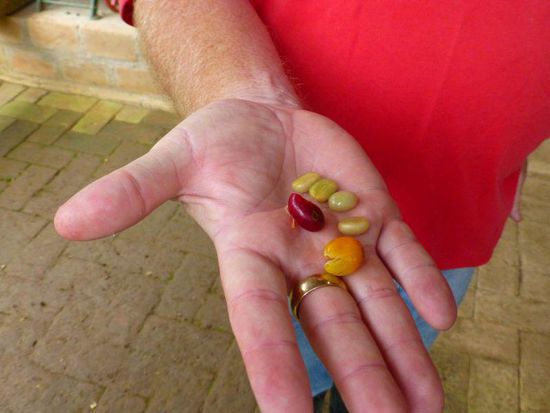 .... dann rot bzw. reif, dann wird das Fruchtfleisch abgetrennt ...