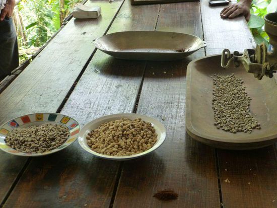 dann gewachen, getrocknet und (rechts) von 2 Häutchen befreit (links) ...