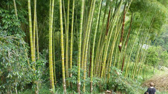 Hier in der Kaffeezone wächst auch die Bambusart Guadua, sie sieht von Ferne wie Riesenfarn aus. Sie wächst 7-10 cm pro Tag, in 3 Jahren bis zu 30 m hoch. Jeder Stamm beinhaltet 25-50 ltr. Wasser, der Stand ist interessanterweise abhängig von Ebbe und Flut, also der Mondstellung,  sie werden daher nachts bei "Niedrigwasser" geerntet. Ihr Vorteil: Über 2/3 der Länge ist ihr Durchmesser konstant, daher eignen sie sich hervorragend als Baumaterial.