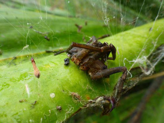eine Tarantel, aber schon ein bisschen tot