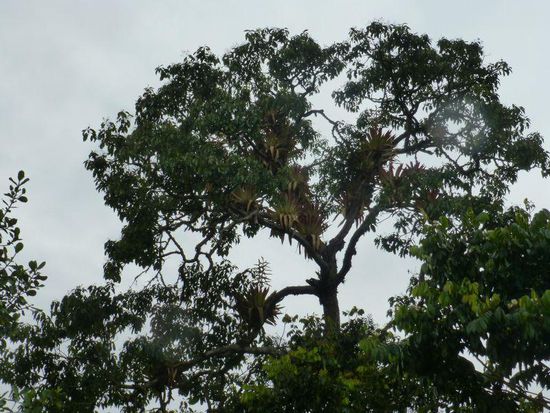 Ein großer Baum, der mit anderen ...
