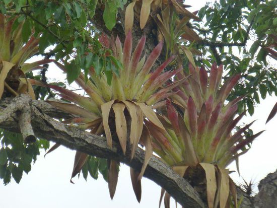 Pflanzen in Symbiose lebt