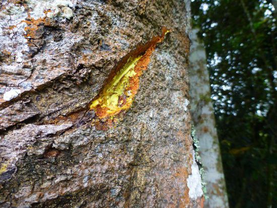 die Farbe für die Figuren wurde aus der Rinder umliegender Bäume gewonnnen, hier die gelbe Farbe ...