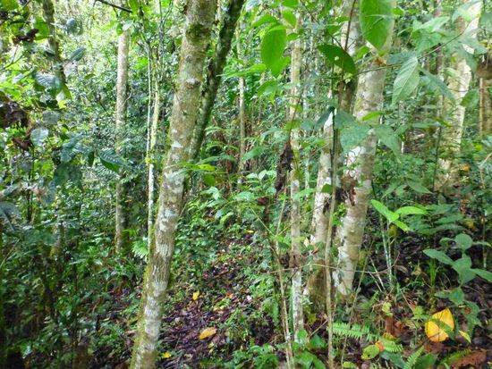 so muß man sich früher die ganze Gegend vorstellen, hier waren Figuren und Gräber versteckt und eigentlich nur durch Zufall zu finden. Es mag noch viele weitere geben ....