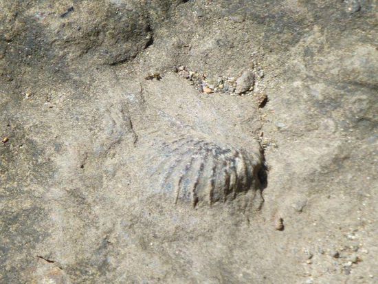 sogar hier  gibt es Meeresfossilien