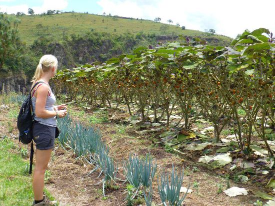 hier wächst die Lulo-Frucht, aus der ein Saft gewonnen werden kann