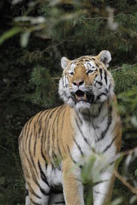 So sehen die Kätzchen im Zoo aus, aber die müssen doch irgendwo auch in freier Wildbahn zu sehen sein!