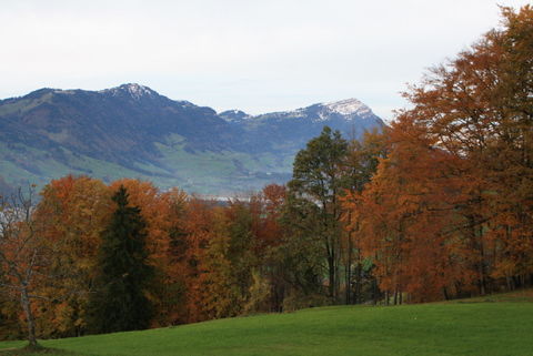 Herbstwald am Engelstock oberhalb Schwyz mit Rigi im Hintergrund.