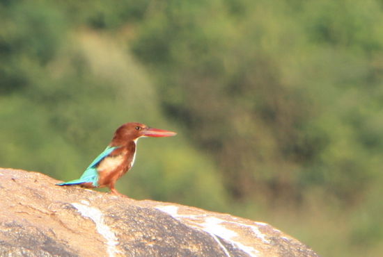 Der Abschiedsgruss in Hampi:
Eine weitere Kingfisher-Art.