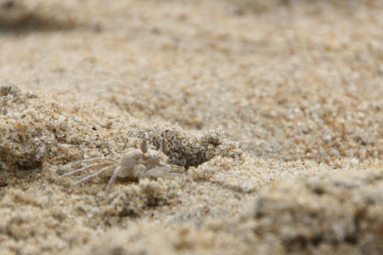 Ein kleiner Krebs am Strand, der mächtig am Arbeiten war.