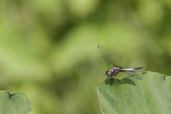 Kleine Libelle - ich habe eine Blaue erwischt!