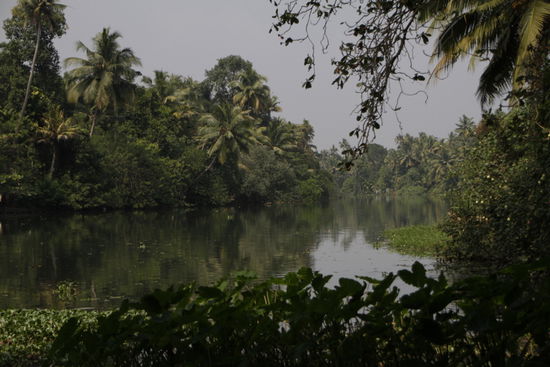 Überall immer wieder Palmen - einfach traumhaft schön.