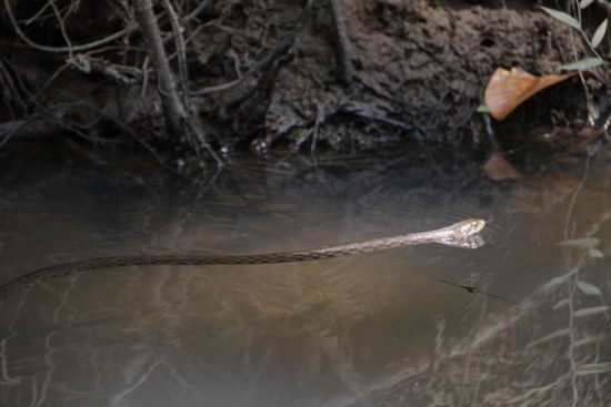 Eine kleine Wasserschlange - direkt neben unserem Kanu.