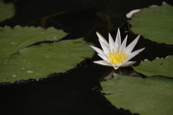 Eine Seerose. Könnte sogar eine Lotusblüte sein - wer kennt sich besser aus als wir?