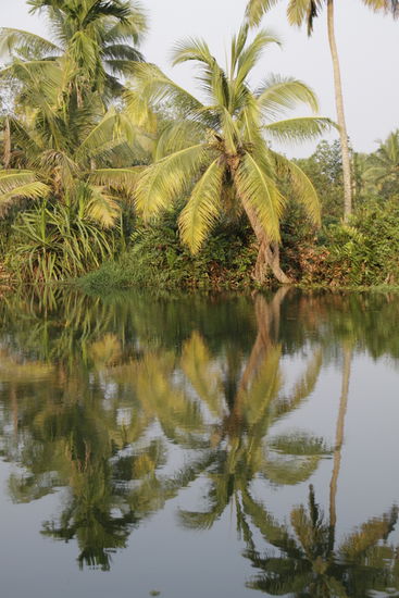 Eine kleine Palme zwischen den Grossen.