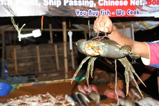 Ein Krebs. Ist wohl besser dem die Scheren zuzubinden - bei der Grösse.