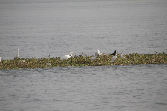 Voegel lassen sich auf den Wasserhyazinthen treiben.