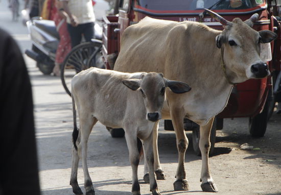 Ein paar der Kühe, die ich gerne mitnehmen würde. So süss.