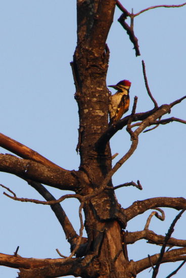 Ein Specht ist auch dabei.