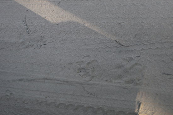 Dem Tiger auf der Spur.