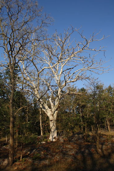 Ein Gosttree - the Lady of the Dschungel.
