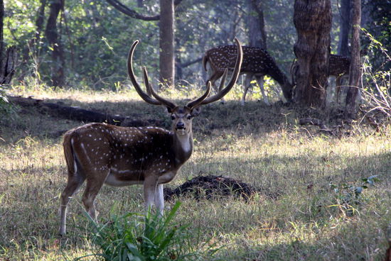 Axishirsche - von denen haben wir ganz viele gesehen.