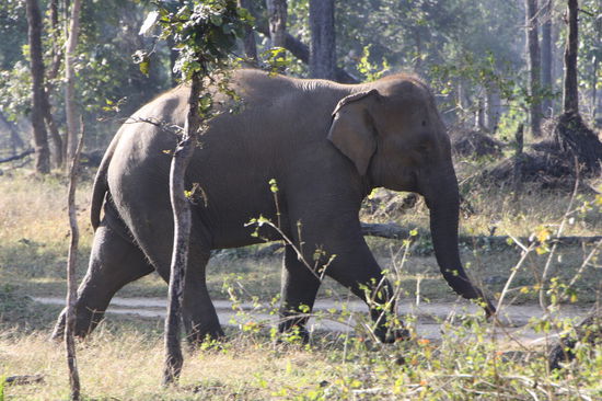 Dieser Kleine kreuzte unseren Weg. Auch wenn er schon grösser aussieht - es ist wirklich ein Kleiner. 