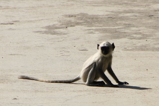Noch ein Kleiner. Diese Affen haben wir auch viel gesehen.