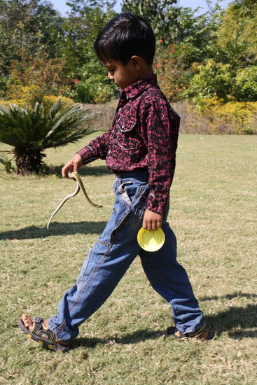 Die Schlangen werden vorgeführt - das ist übrigens eine Echte, keine Gummischlange!