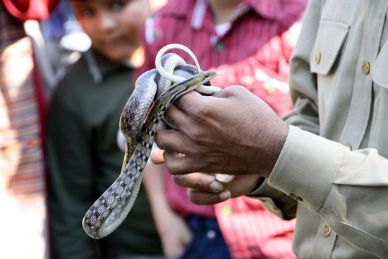Eine wunderschöne Schlange mit Karo vorne und Streifen hinten.