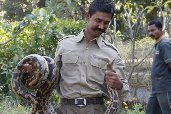 Sie wickelt sich ganz schön um den Arm.